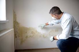 Professional Mold Prevention & Removal  in Spring Valley Village, TX